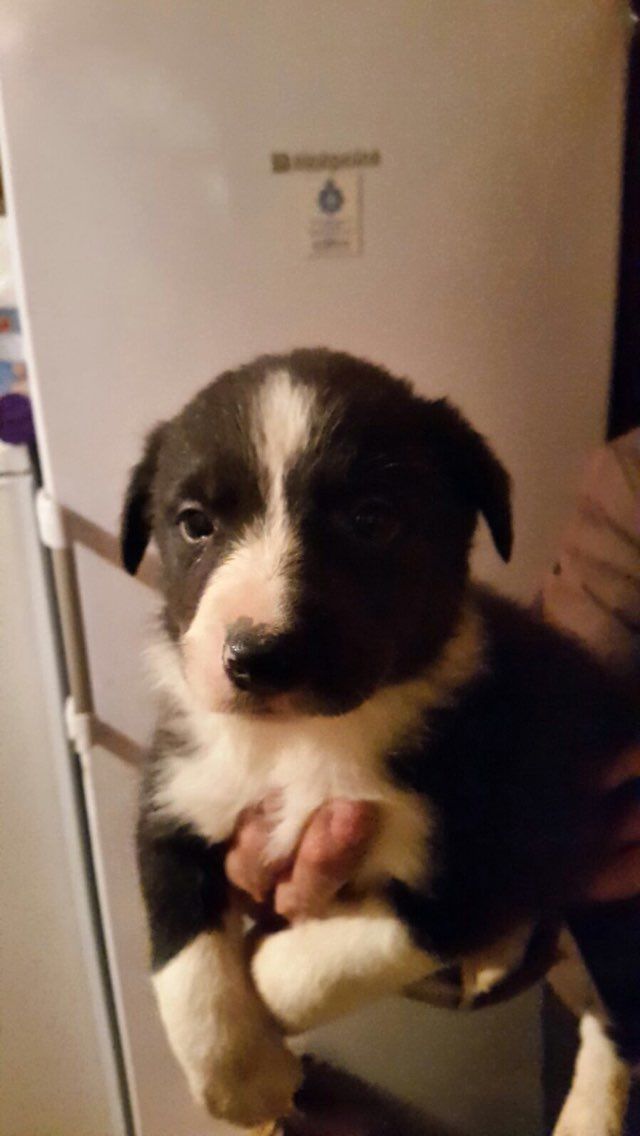 美丽的边境牧羊犬幼犬出售