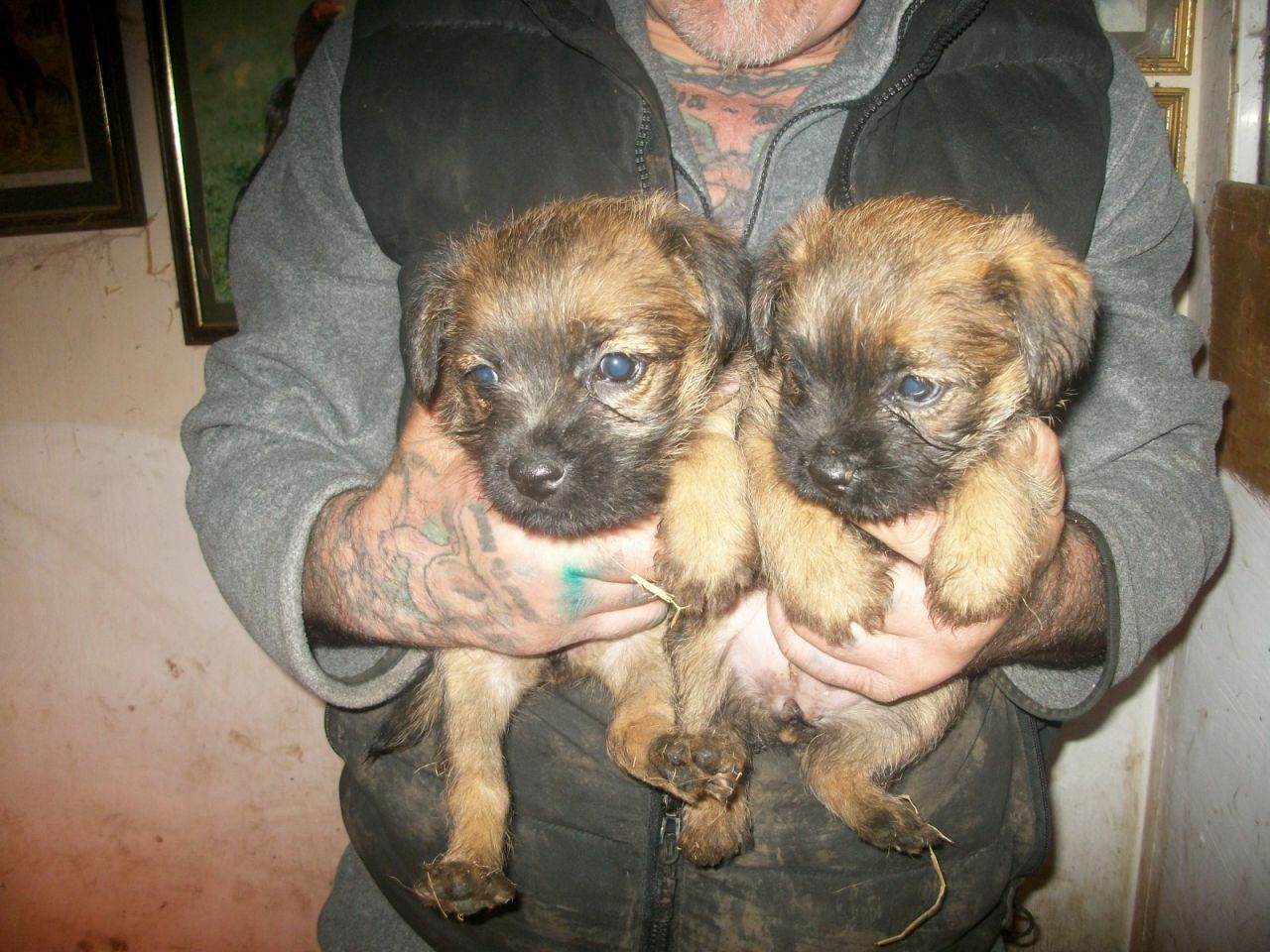 Border Terrier Pups