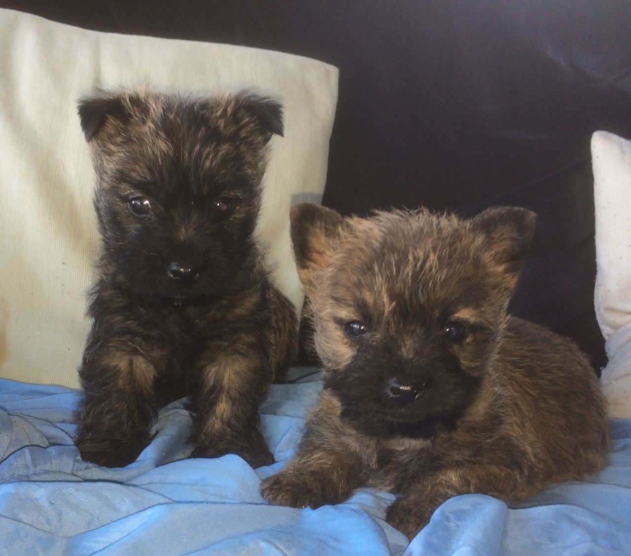 Adorable Cairn Terrier Pups For Sale