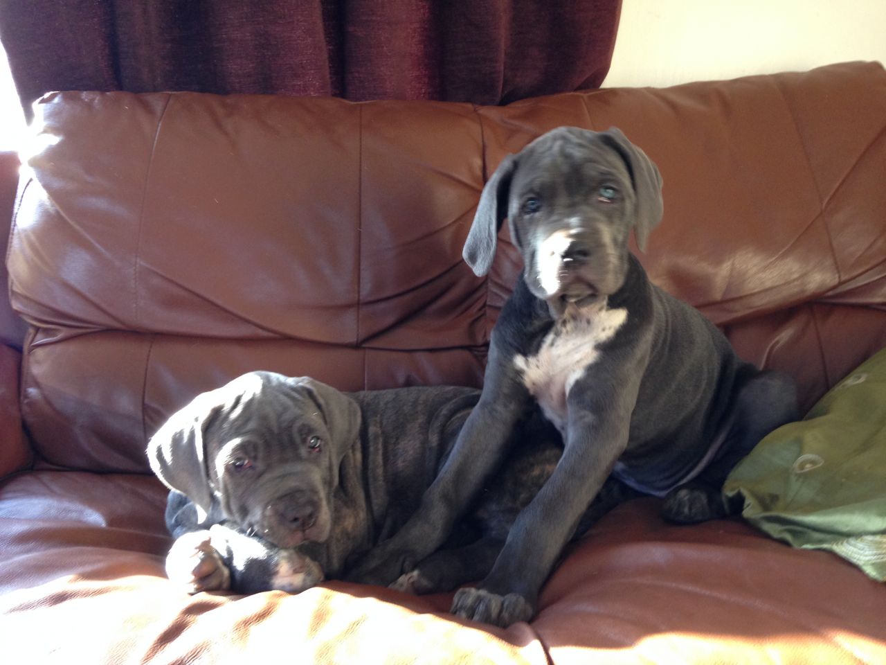 Full Pedigree Cane Corso Puppies For Sale