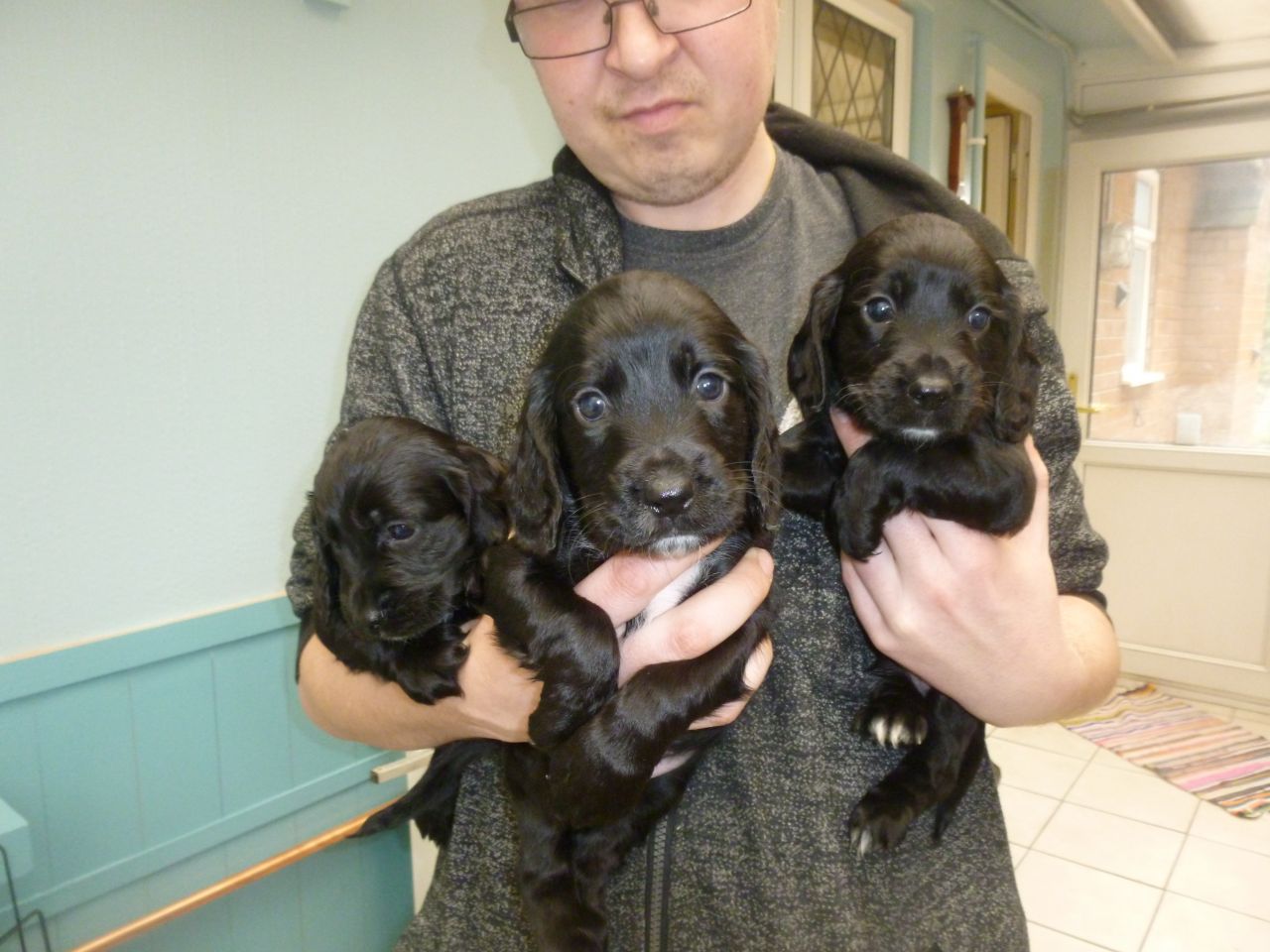 4 Beautiful Cocker Spaniel Puppies Ready Now