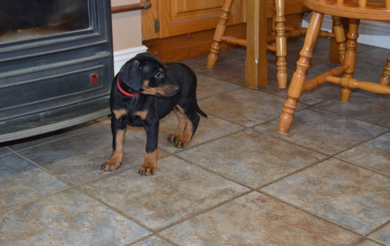 Dobermann Pinscher