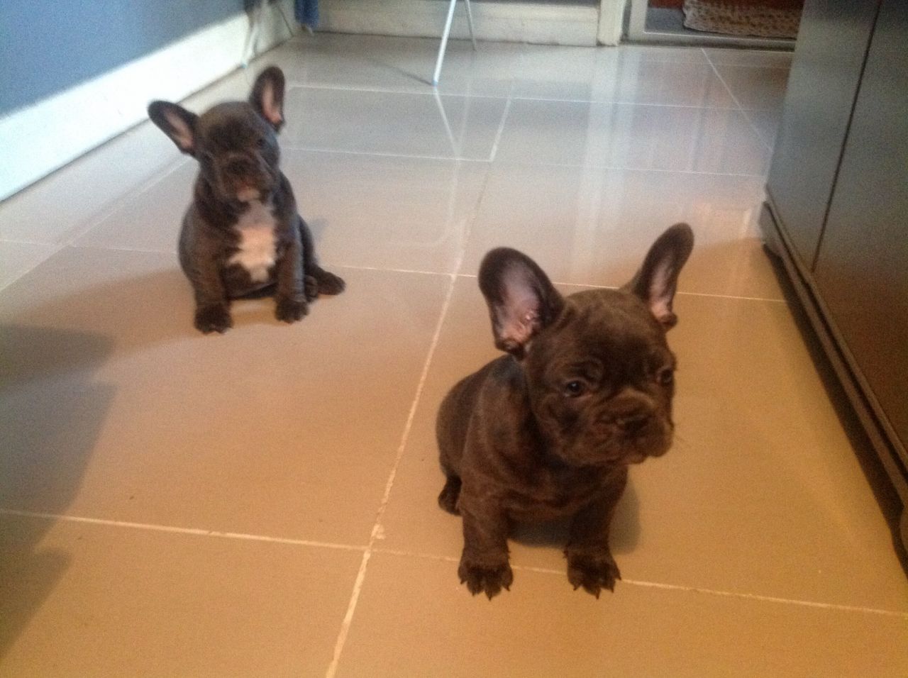 Stunning Kc Reg Blue French Bull Dogs