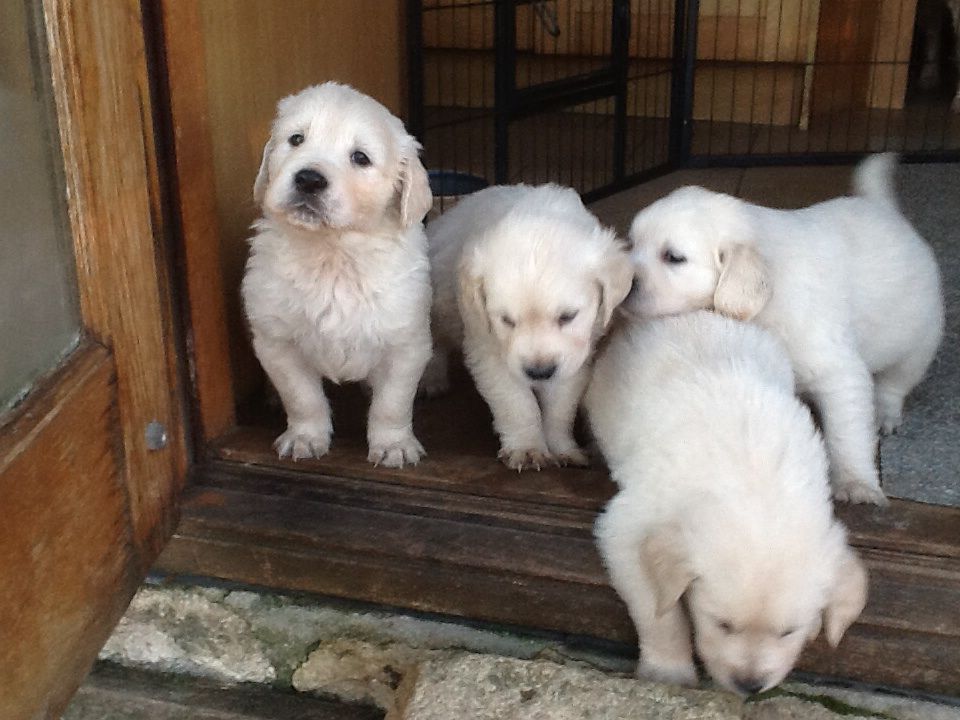 Gorgeous K C Golden Retriever