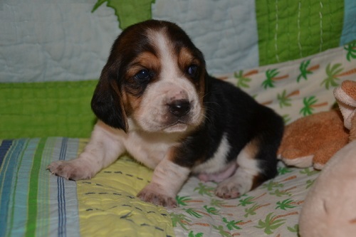 First grade Current Basset Hound Puppies For Sale