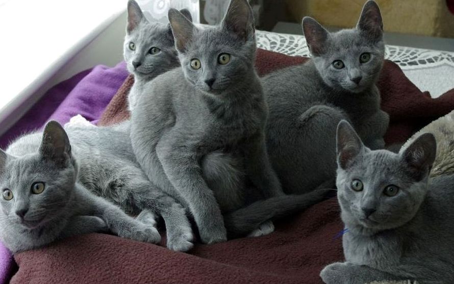 Pure breed Russian blue Kittens for sale