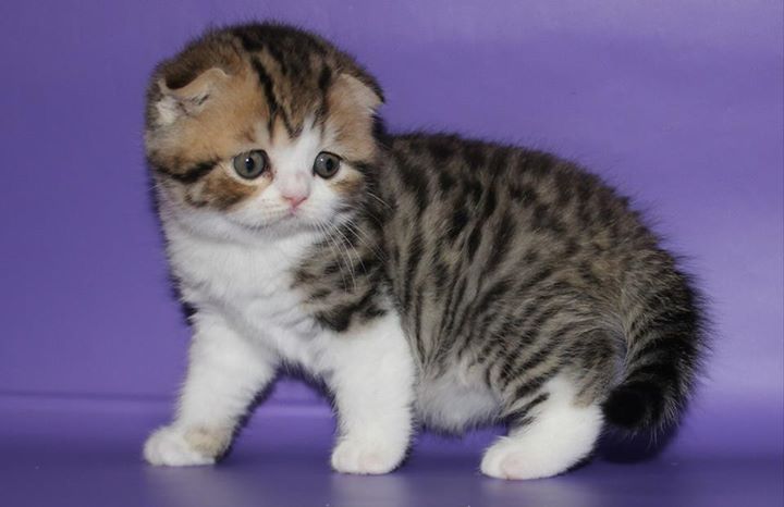 Vaccinated Scottish Fold Kitten now ready