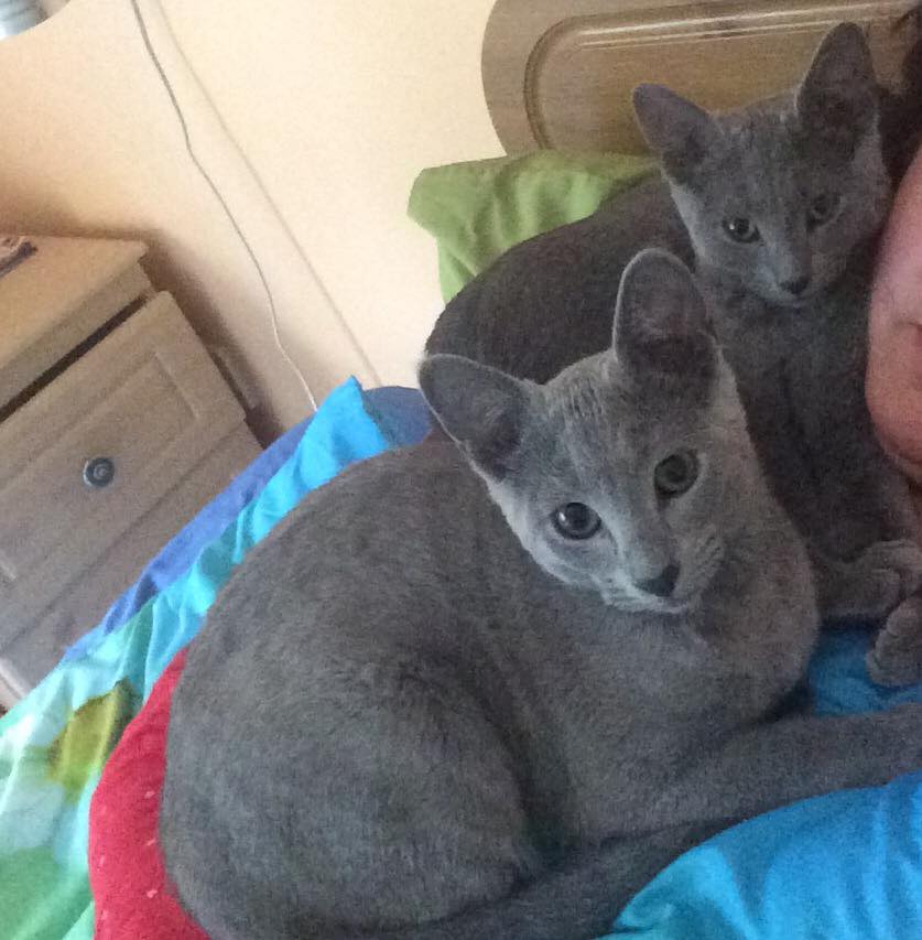 Cute  Russian blue Kittens available