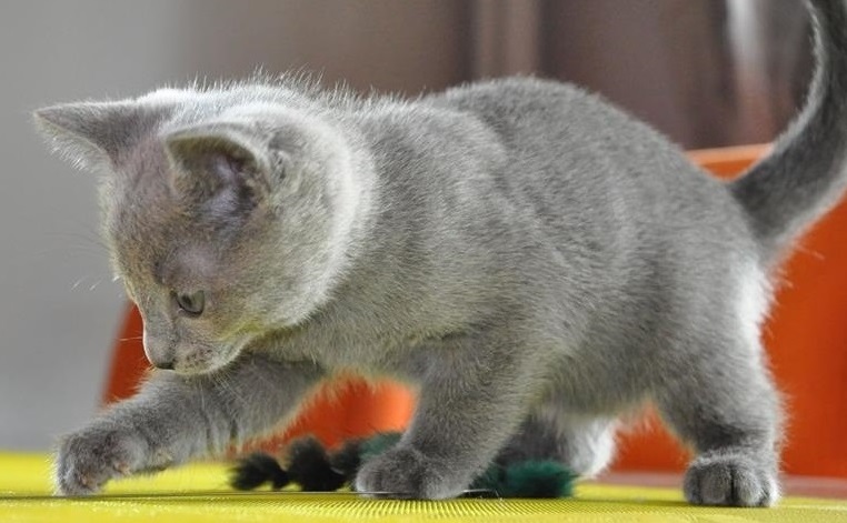 Pretty  Russian blue Kittens for sale