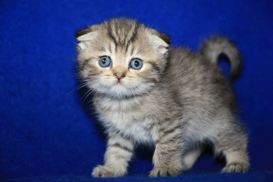 Healthy Scottish fold Kittens 