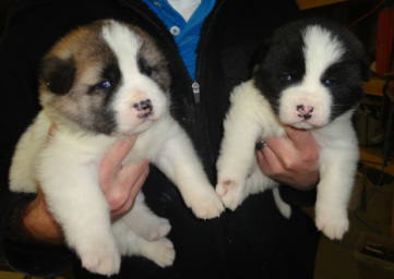 akita puppies