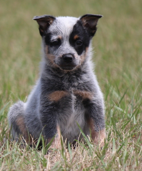 Australian Cattle dog ready for sale