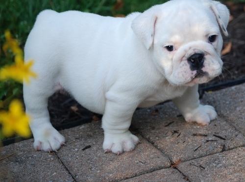 English bulldog Pupies Ready here