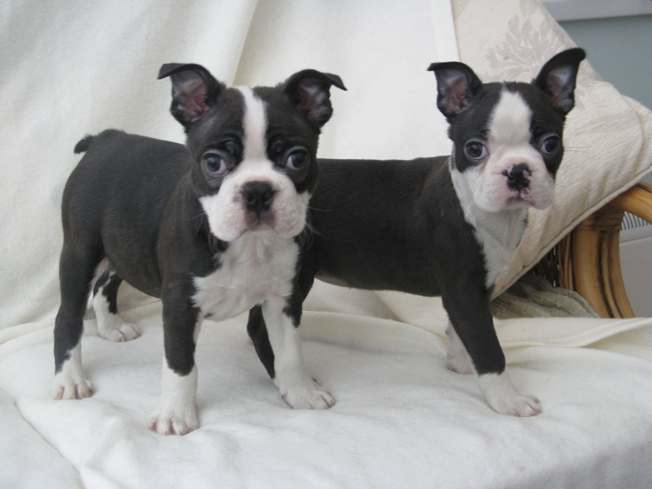 Boston Terrier Puppies to go