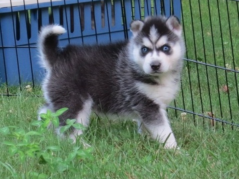 Healthy Siberian husky puppies ready now