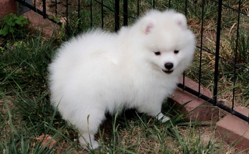 Excellent Pomeranian Puppies