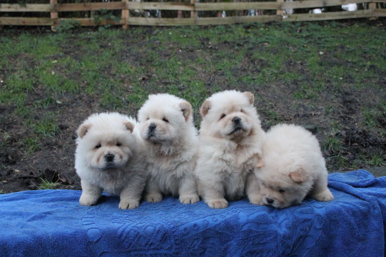 Adorable Male and Female Chow Chow ready to go home	