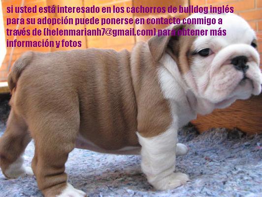 X-mas cachorros de bulldog inglés para su adopción