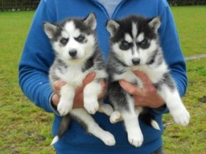 Male and female Siberian Husky pups, 