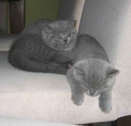 Classic british short hair tabby kittens available