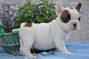 Beautiful English Bulldogs