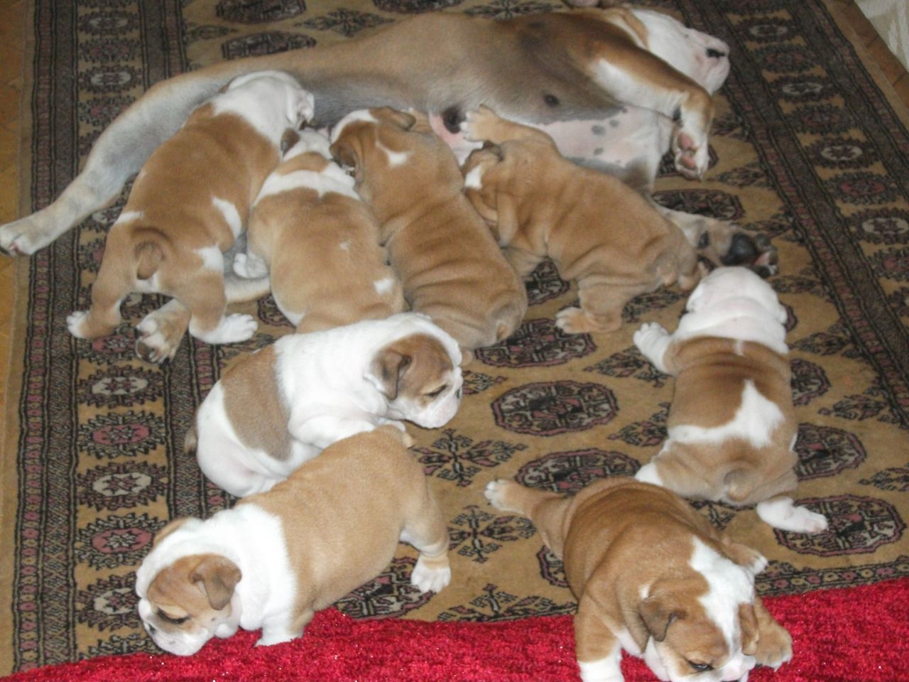 Awesome English Bulldog Pups for adoption