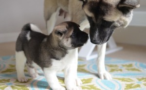 akita puppies for adoption