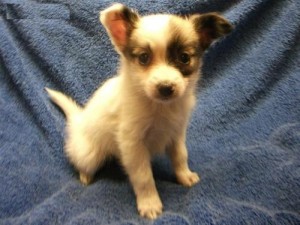 Amazing and beautiful Papillon Puppies...