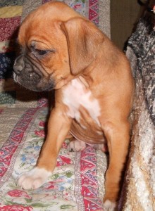  Boxer puppies