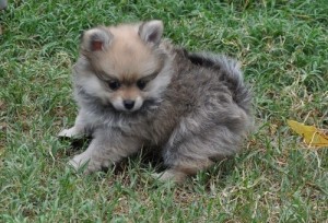 Pomeranian Puppies at Affordable Prices