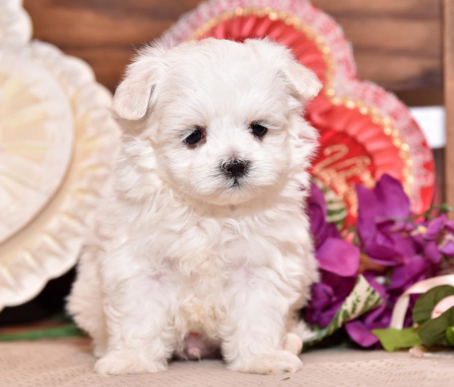 Sweet Maltese puppies availble 