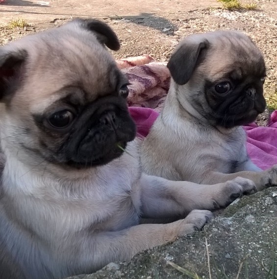 Available Pug Puppies for Sale All Puppies Purchase Will Be Delivered Next Day