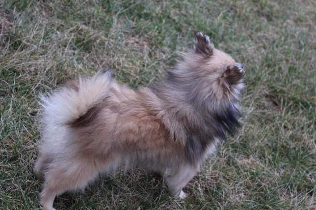  POMERANIAN PUPPY TEA CUP 