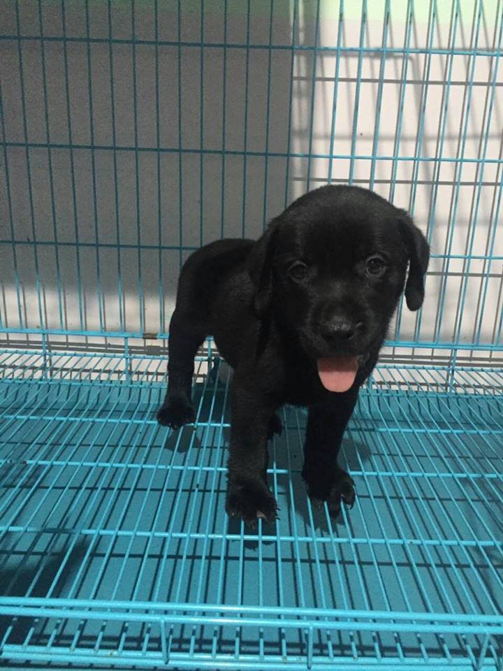 Black Labrador retriever for sale