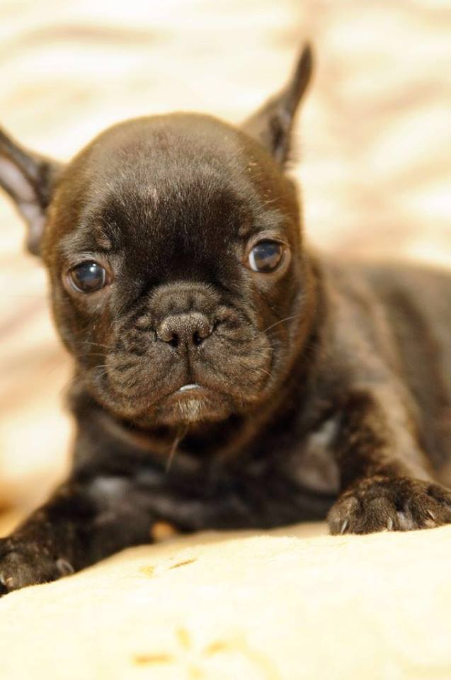 Tiger French Bulldog Puppies