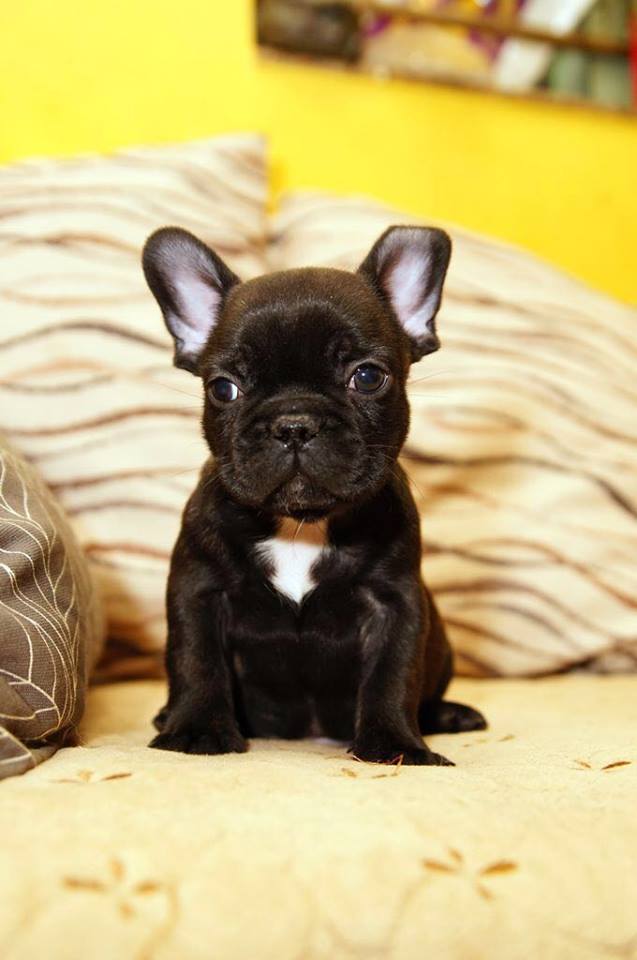 Black puppies French Bulldog 