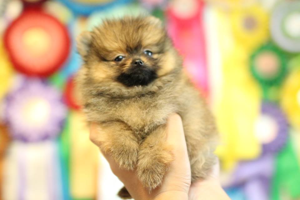 Pomeranian puppies tiny