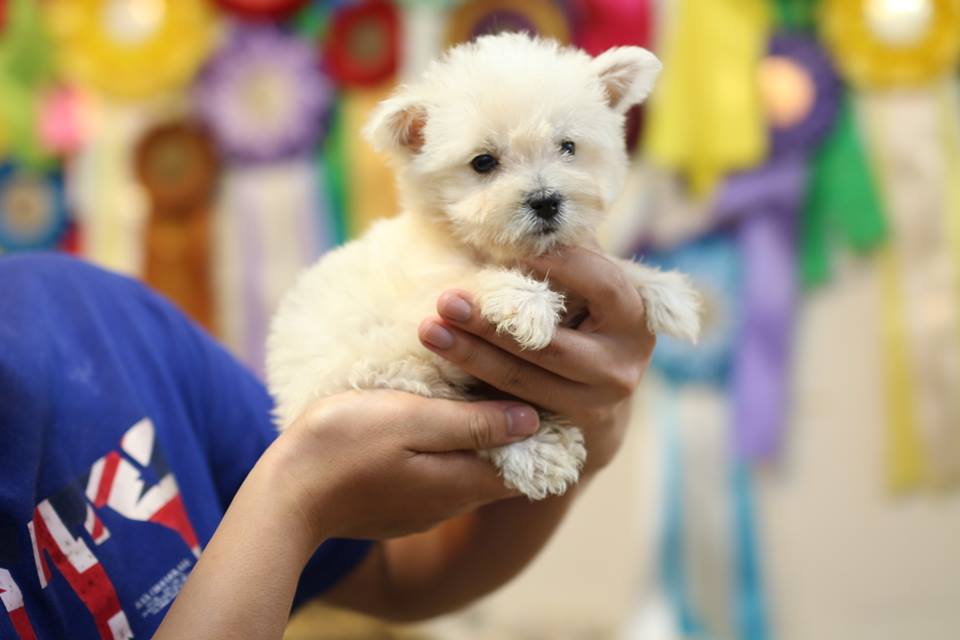 West highland white terrier for sale