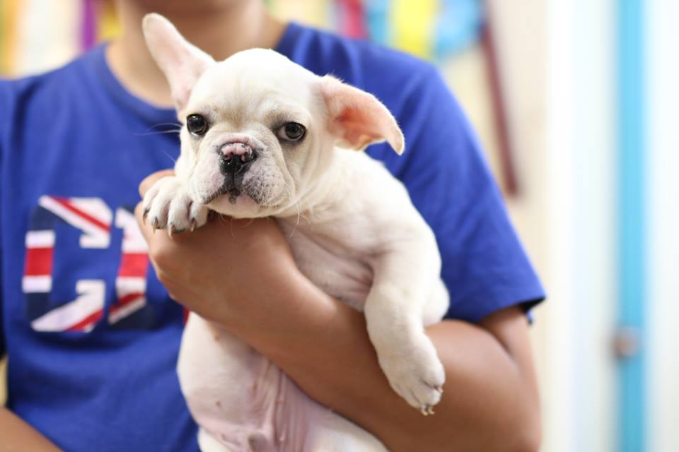 French bulldog white