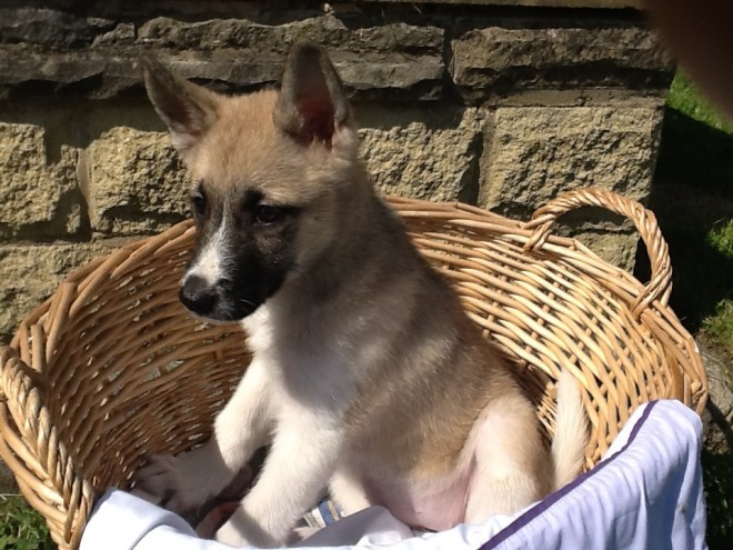 SWEET AKITA PUPPIES 