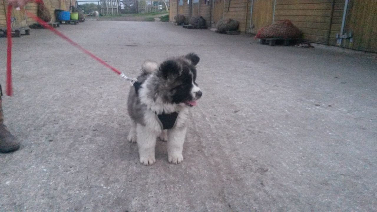 Beautiful big boned bearhead akita puppies