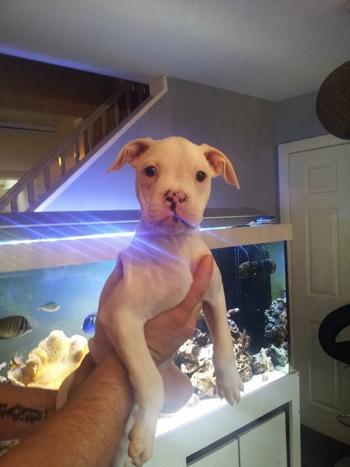 American Bulldog Pups For Sale