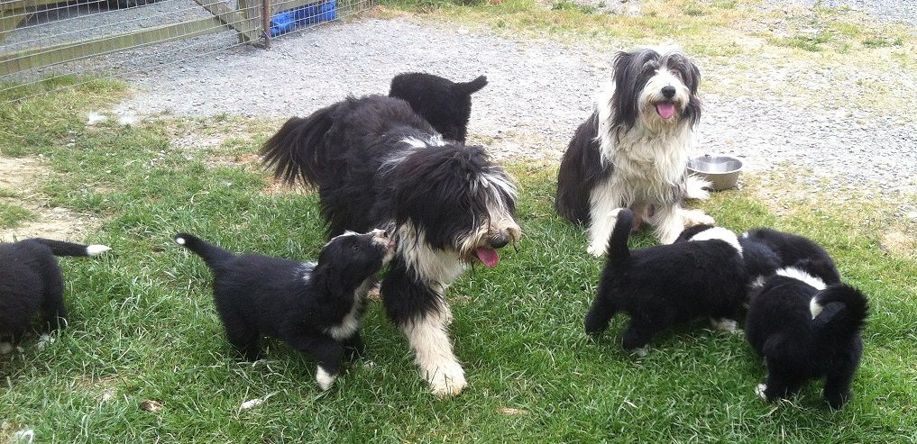 Working Bearded Collies