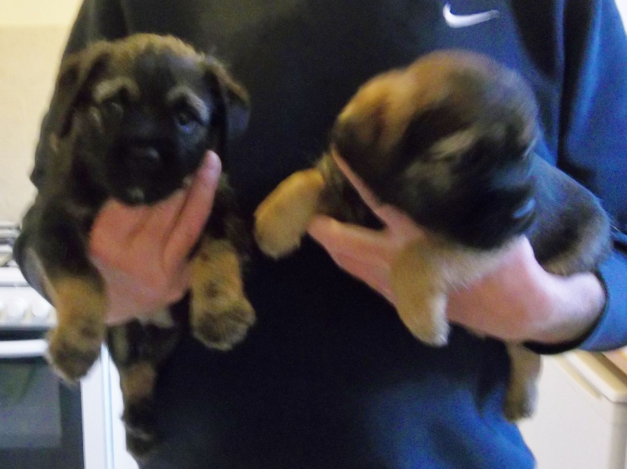 Kc Registered Border Terrier Pups