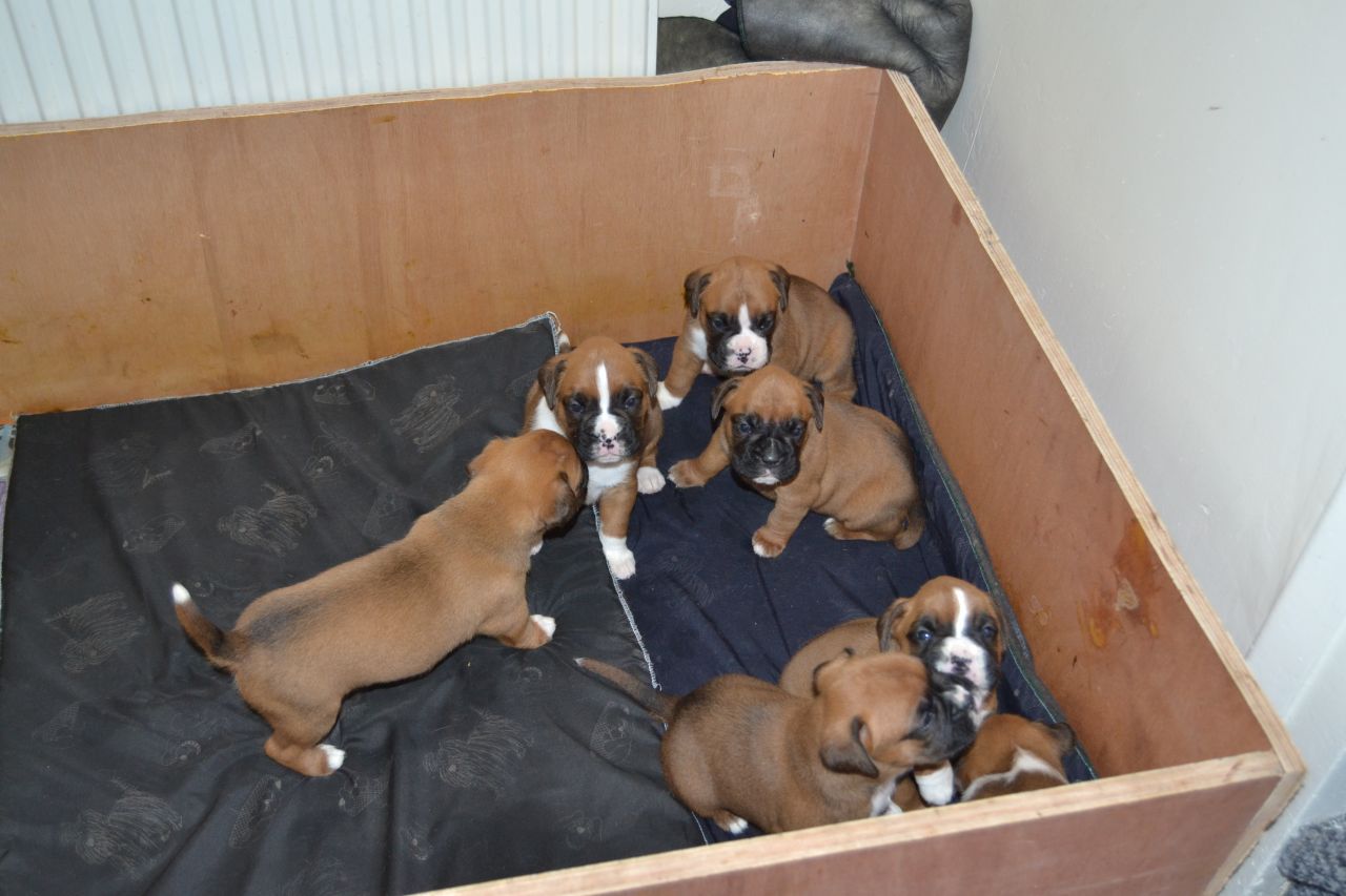 Kc Registered Boxer Puppies