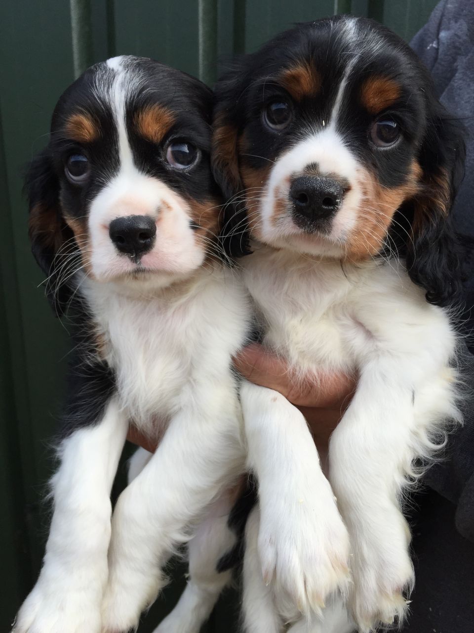 Cavalier King Charles Puppies For Sale