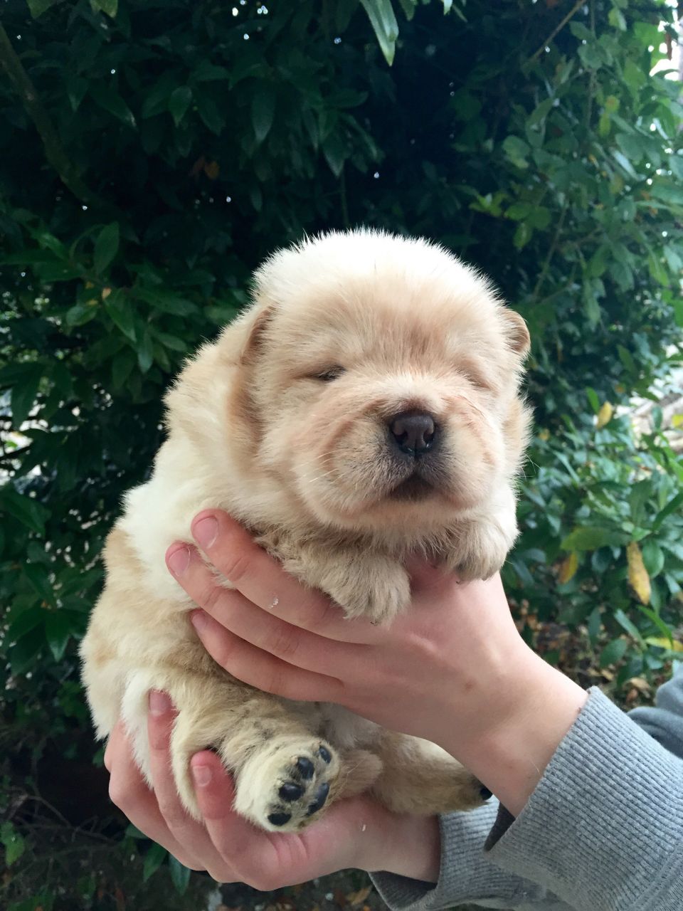 Champion Bred Kc Reg Chow Chow Puppies