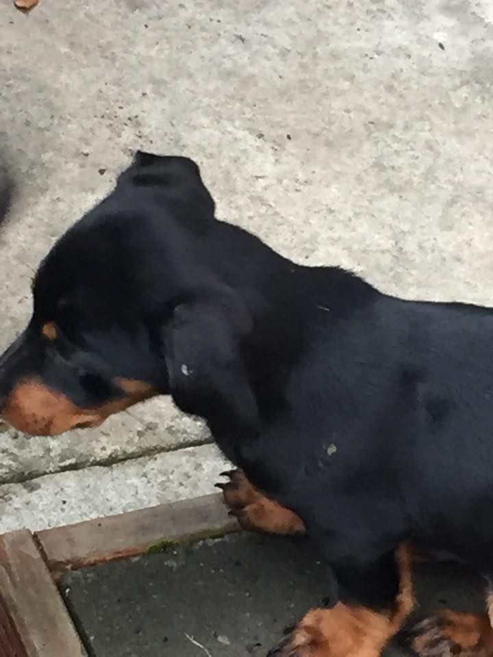 Black And Tan Puppies For Sale Dachsund 