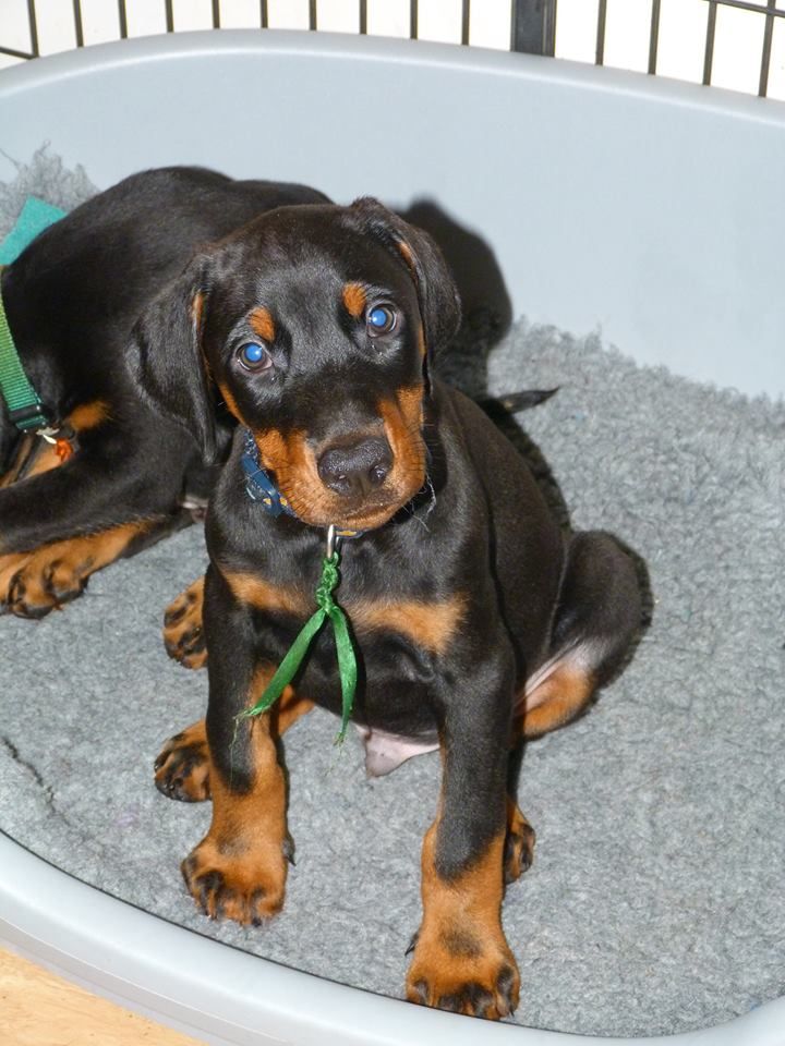 Top Quality Kc Reg Dobe Pups For Sale