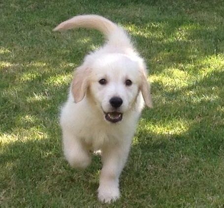 Stunning Golden Retriever Puppies